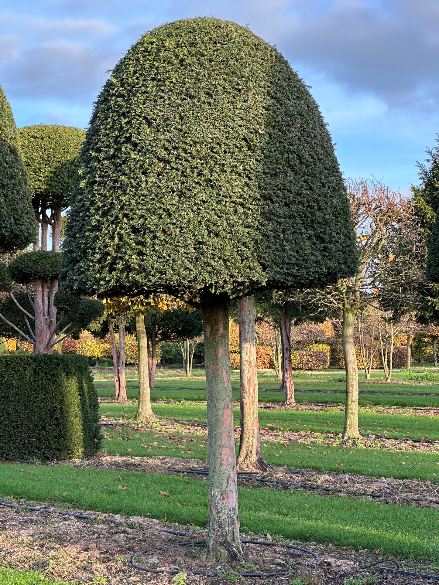 TB TOPIARY #631