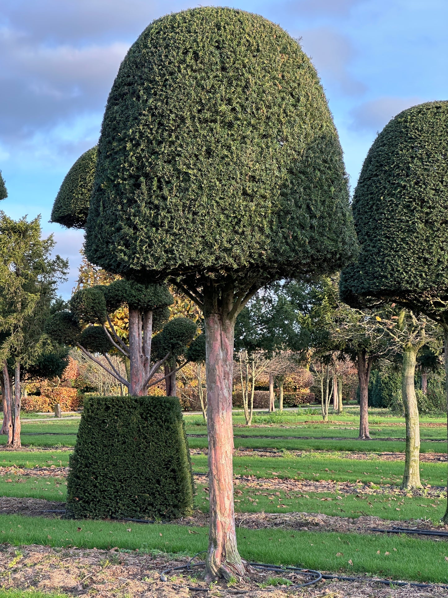 TB TOPIARY #632
