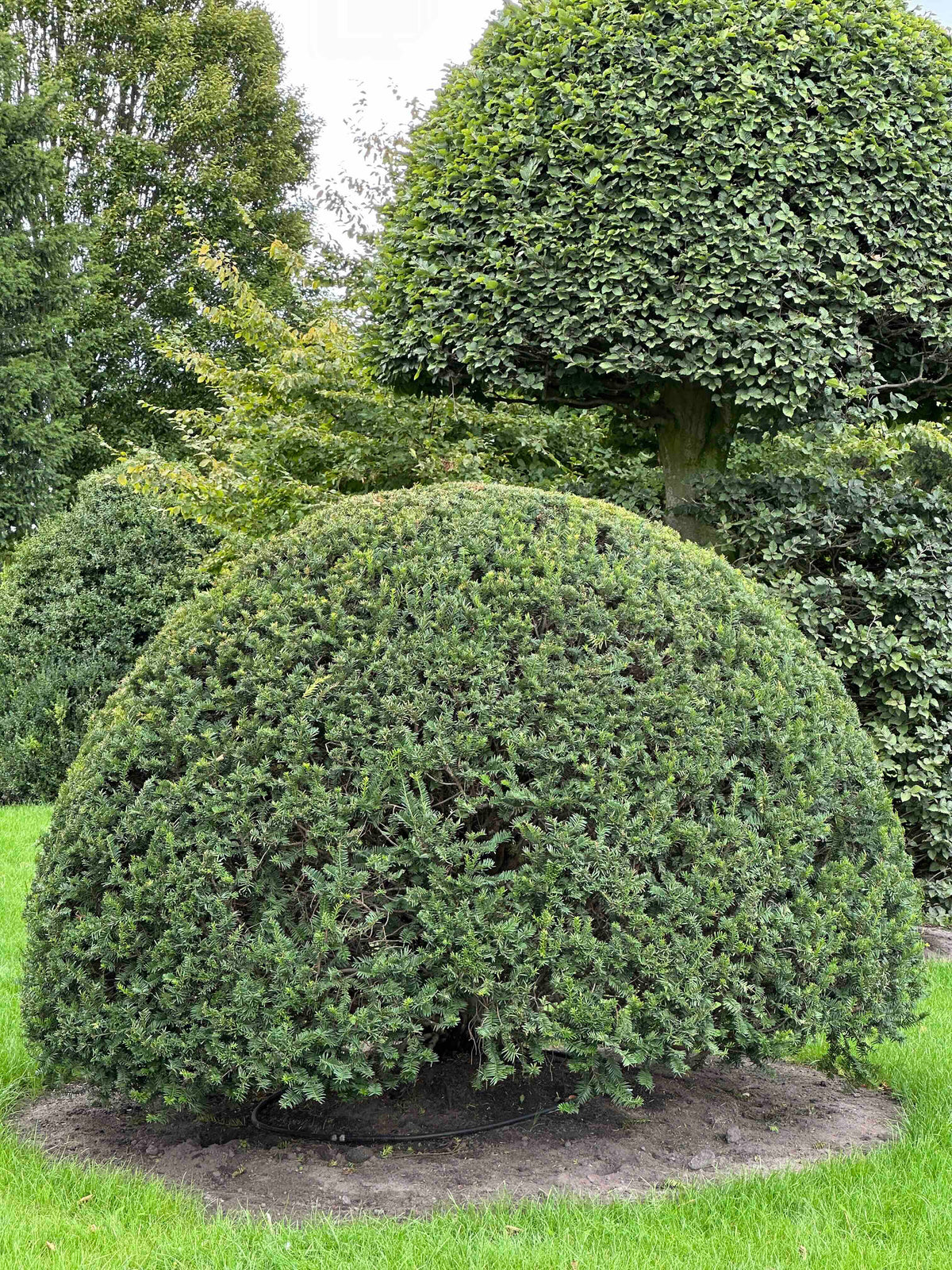 TB TOPIARY #653