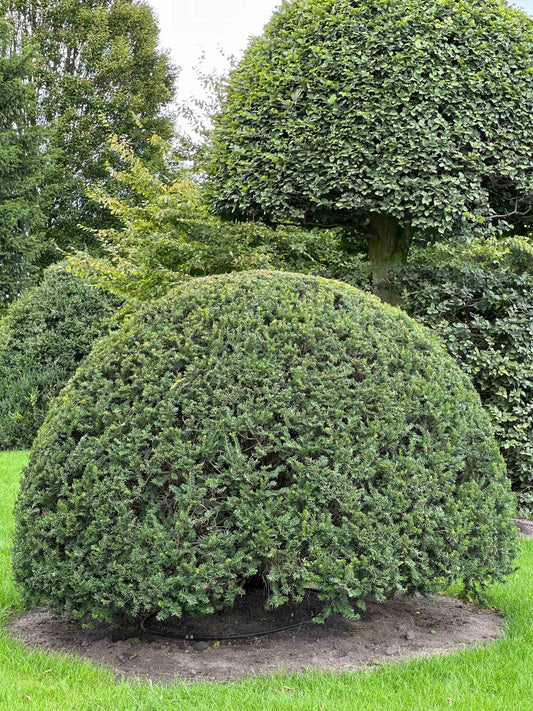 TB TOPIARY #653