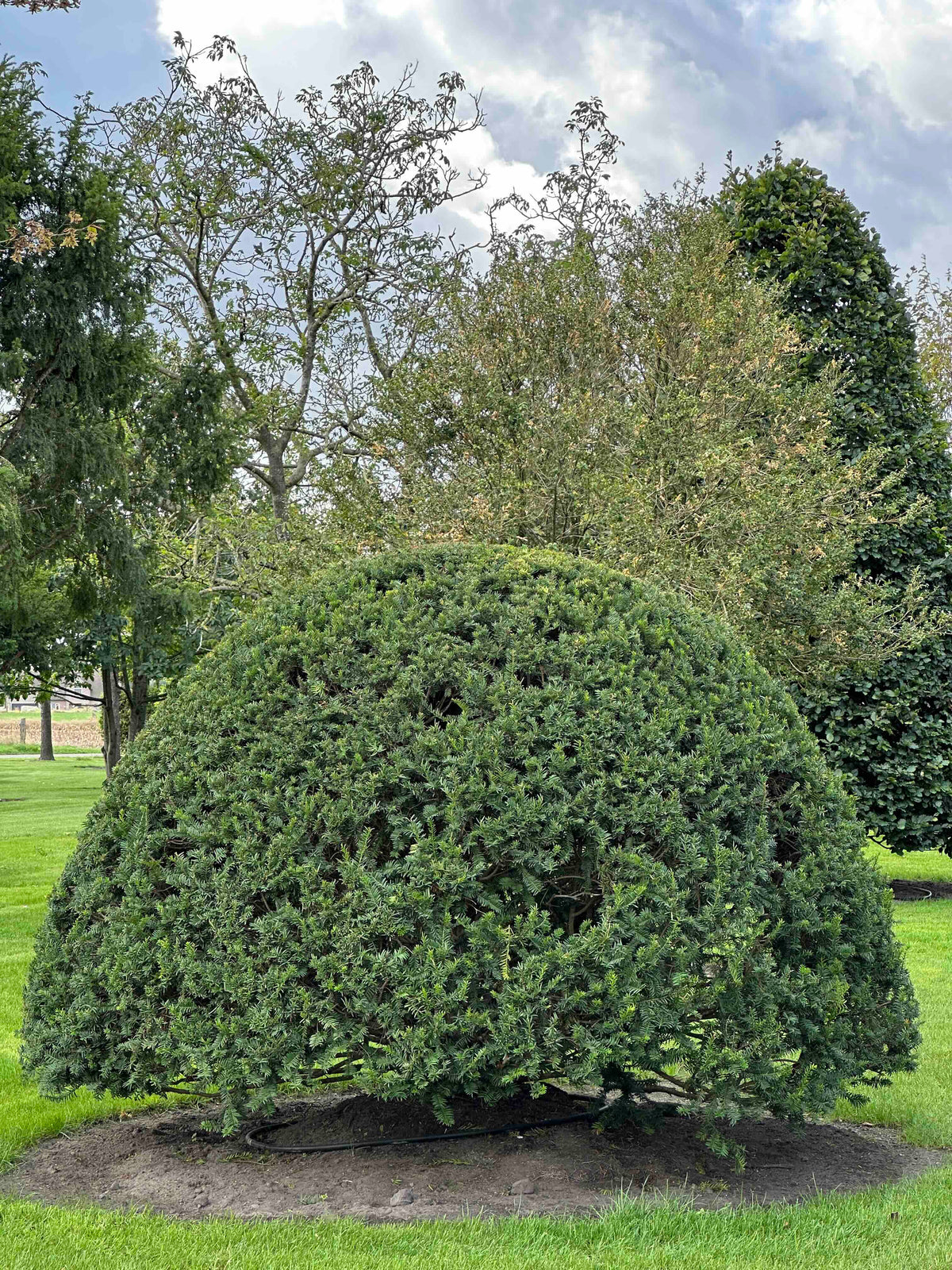 TB TOPIARY #653