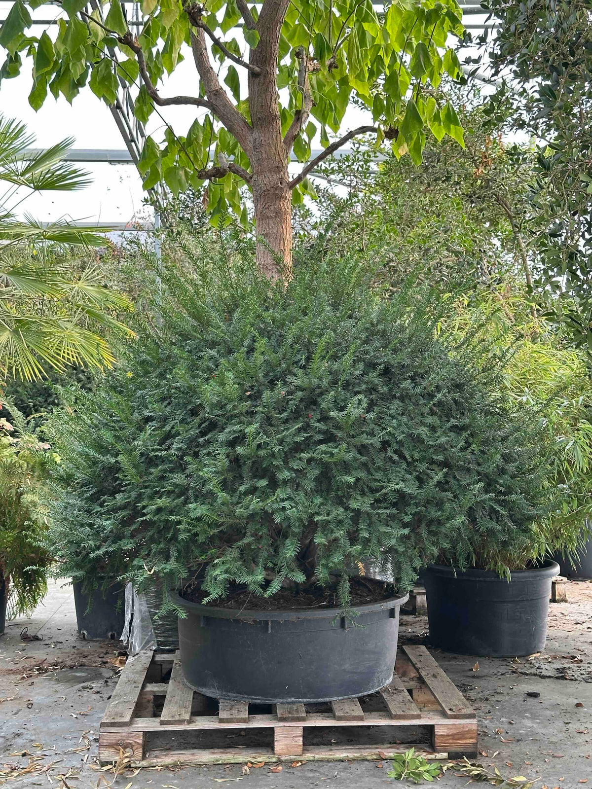 TB TOPIARY #656