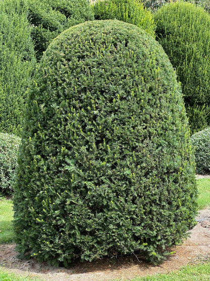 TB TOPIARY #657