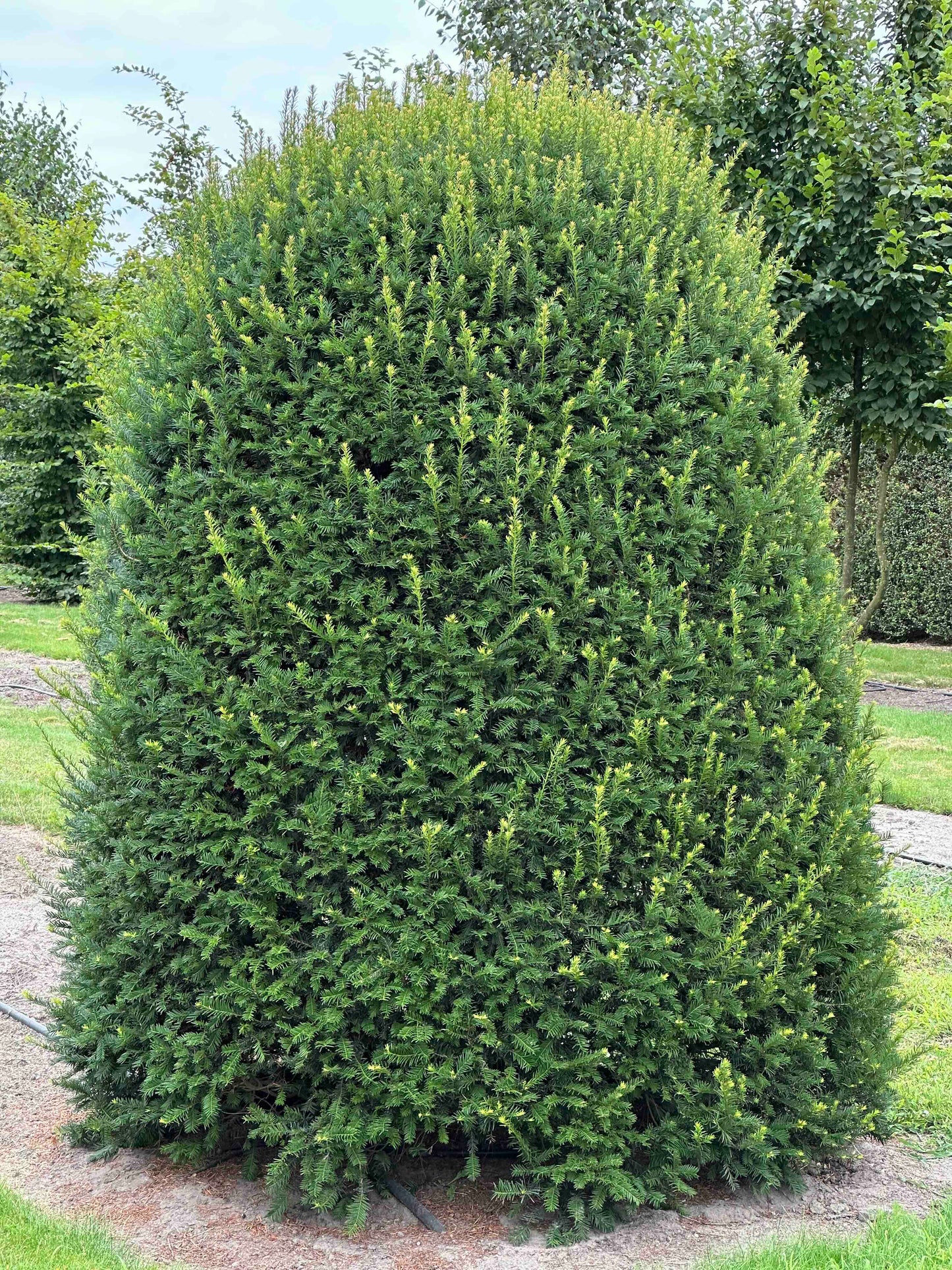 TB TOPIARY #657