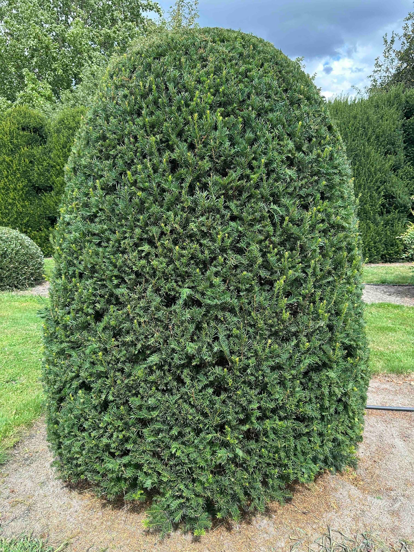 TB TOPIARY #657