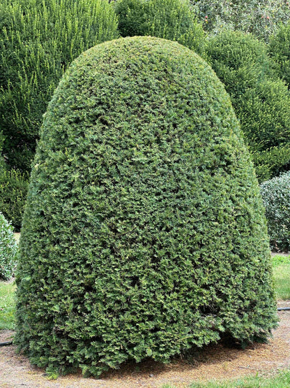 TB TOPIARY #658
