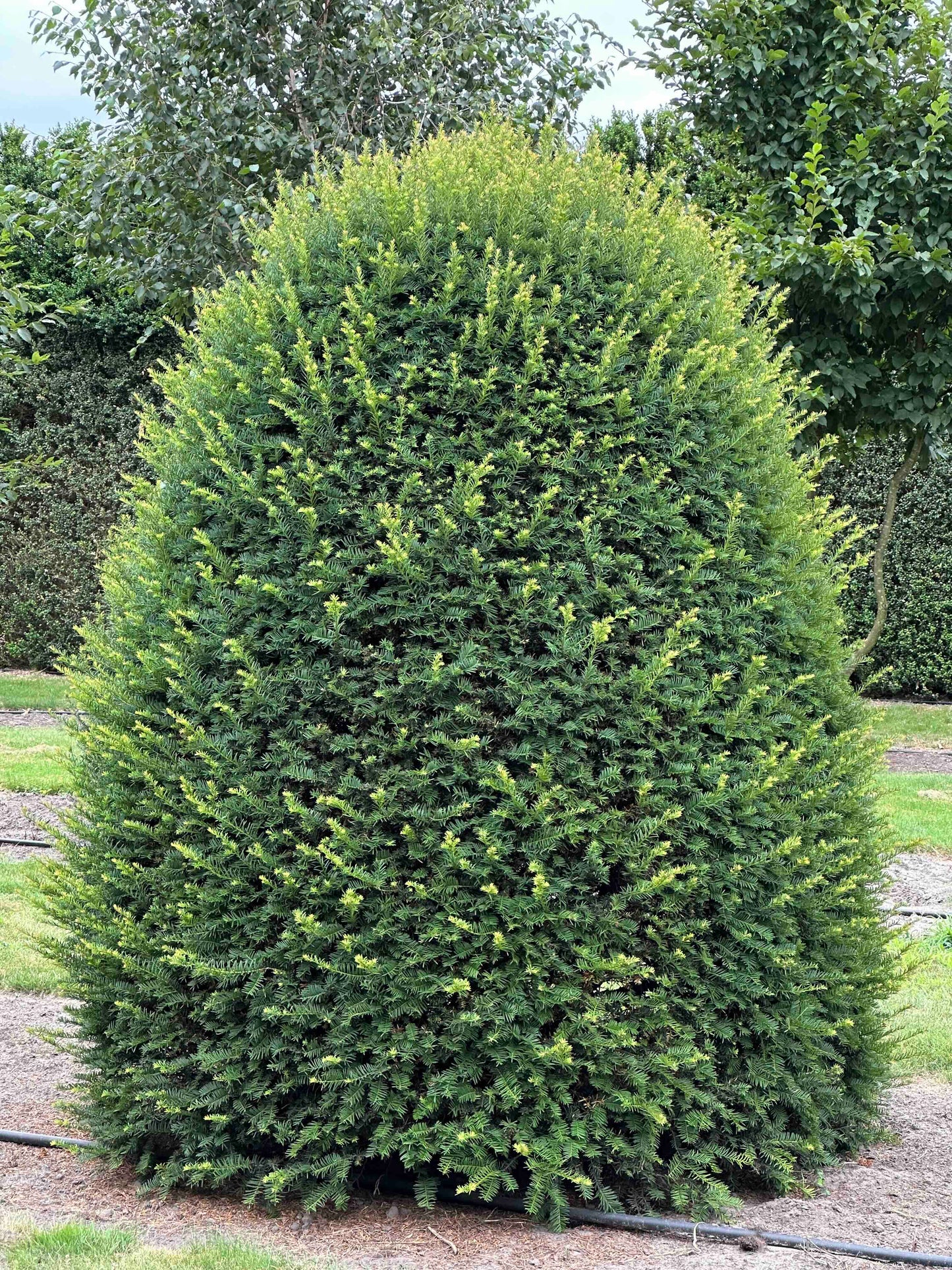 TB TOPIARY #658