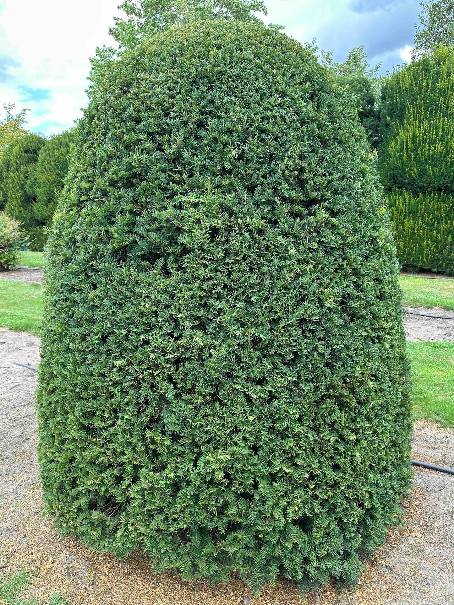 TB TOPIARY #658