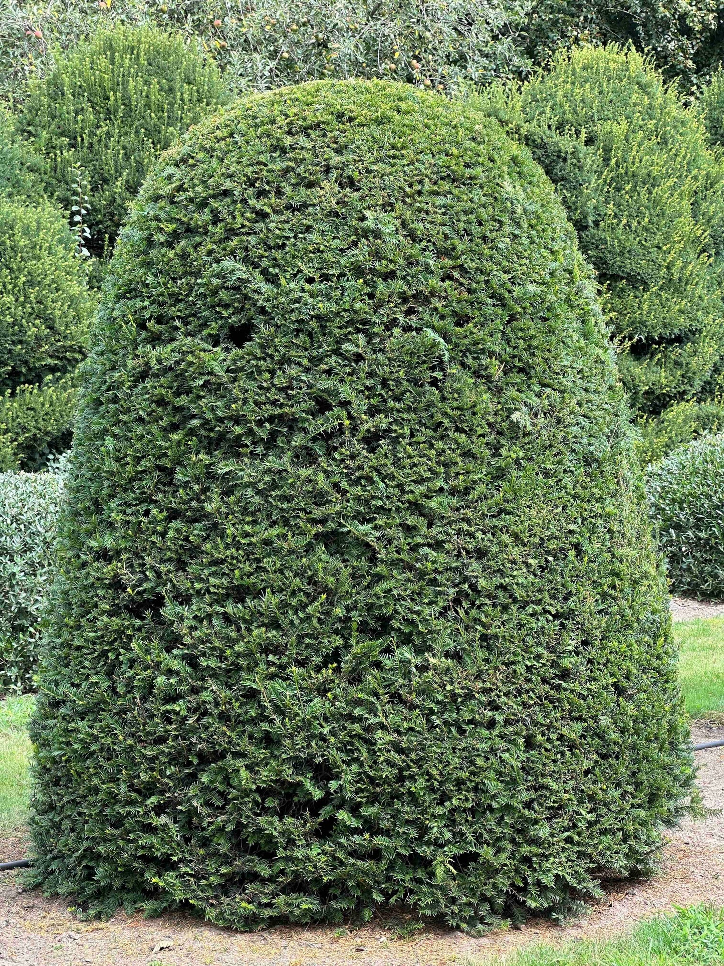 TB TOPIARY #659