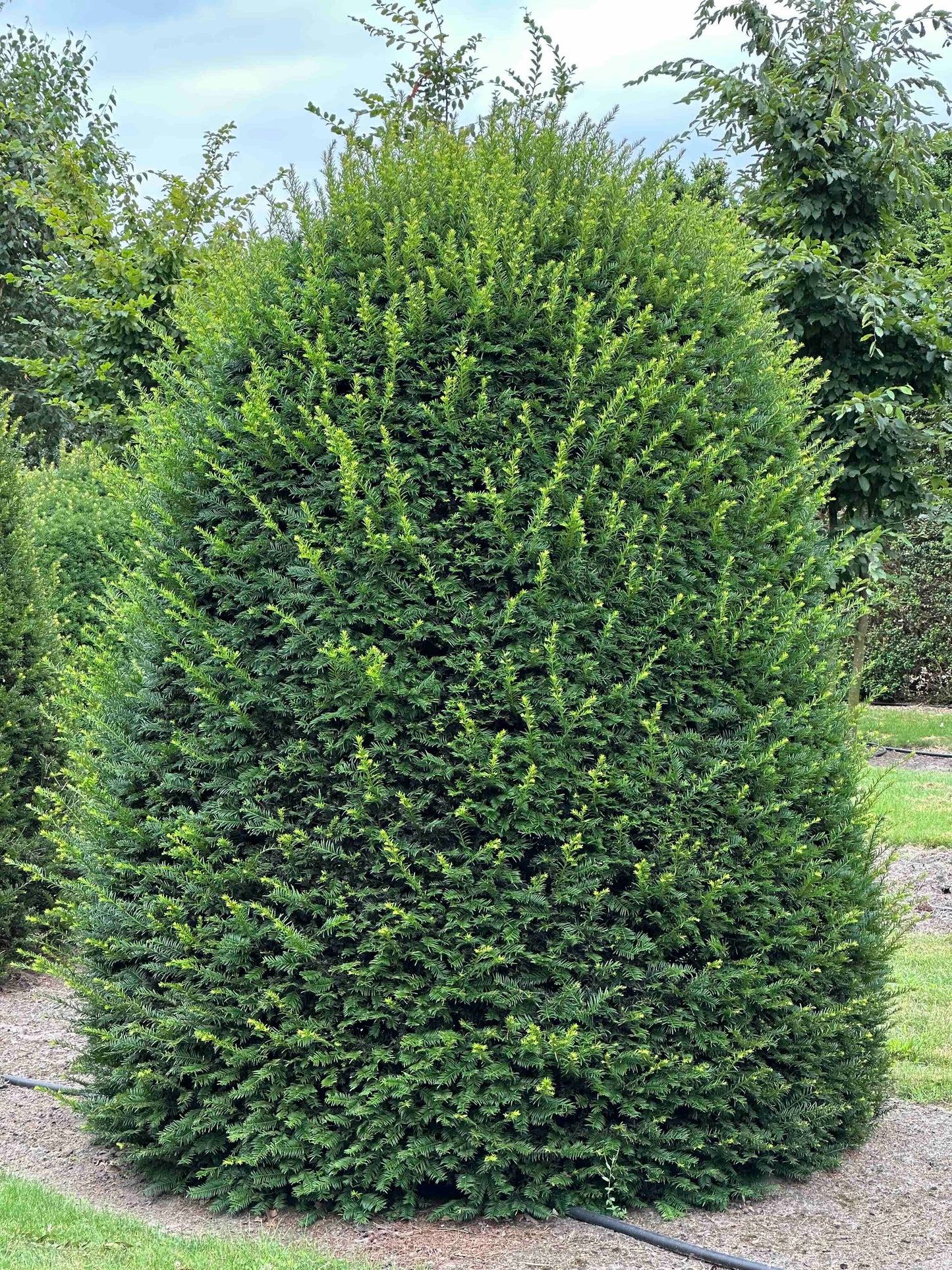 TB TOPIARY #659