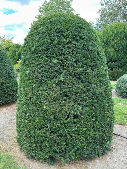 TB TOPIARY #659