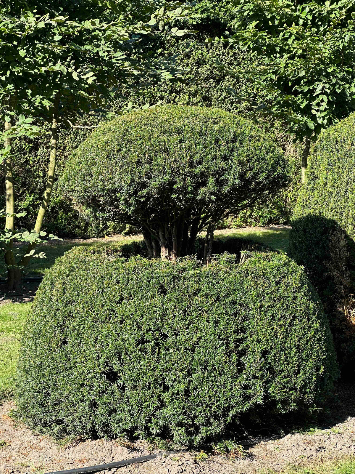 TB TOPIARY #065