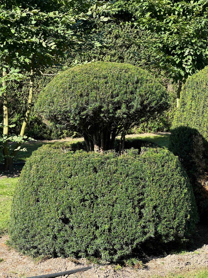 TB TOPIARY #065