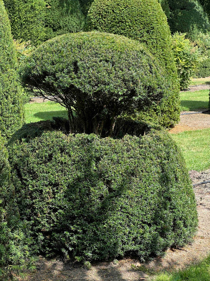 TB TOPIARY #065