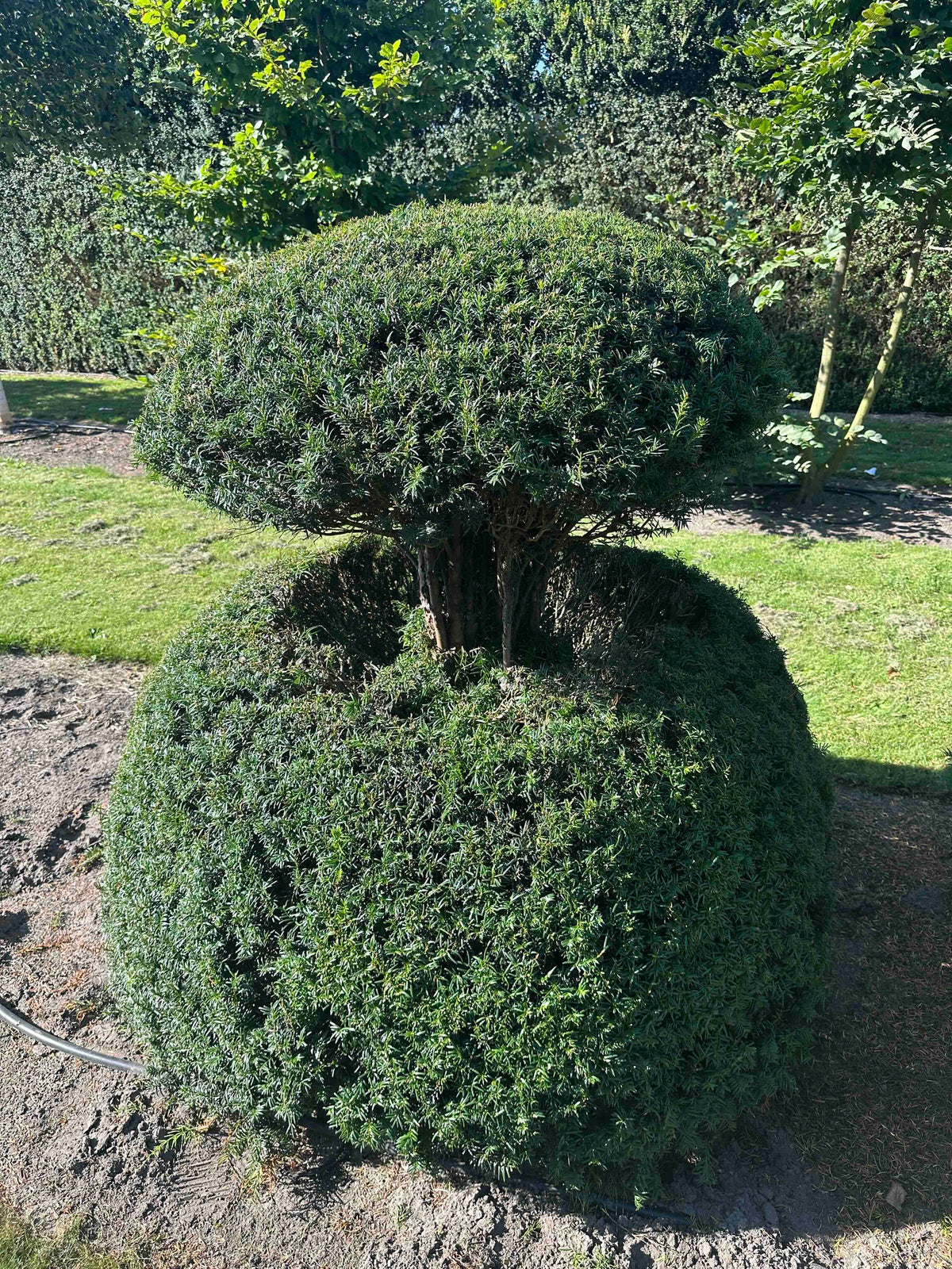 TB TOPIARY #065