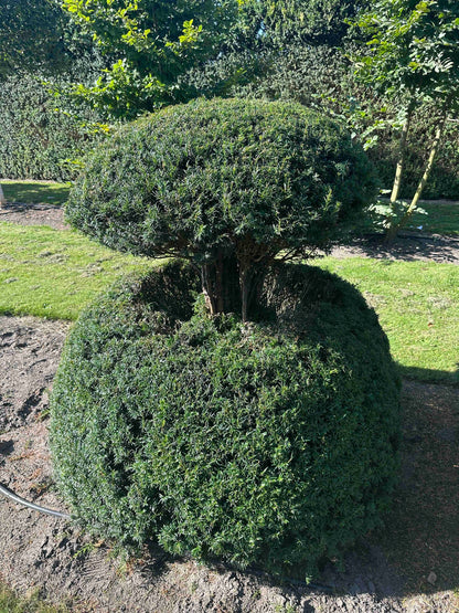 TB TOPIARY #065