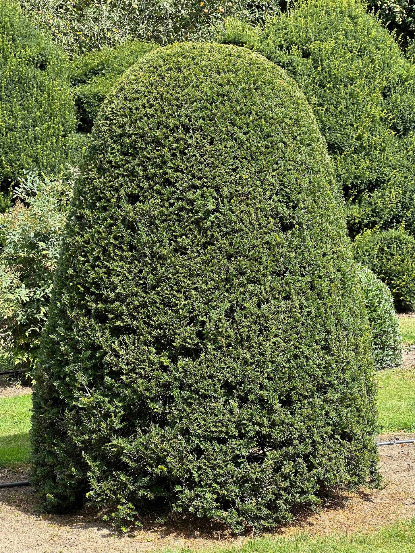 TB TOPIARY #660