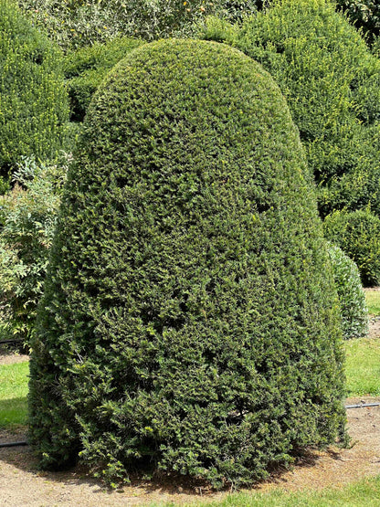 TB TOPIARY #660
