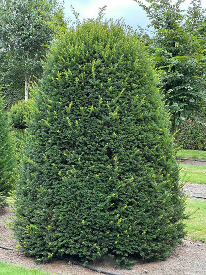 TB TOPIARY #660