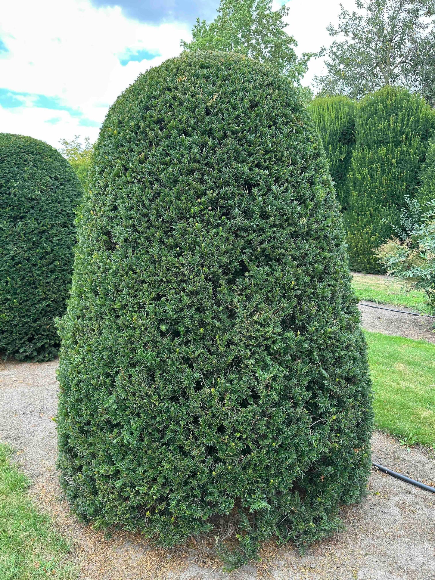 TB TOPIARY #660
