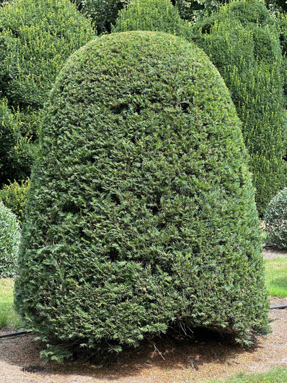 TB TOPIARY #661