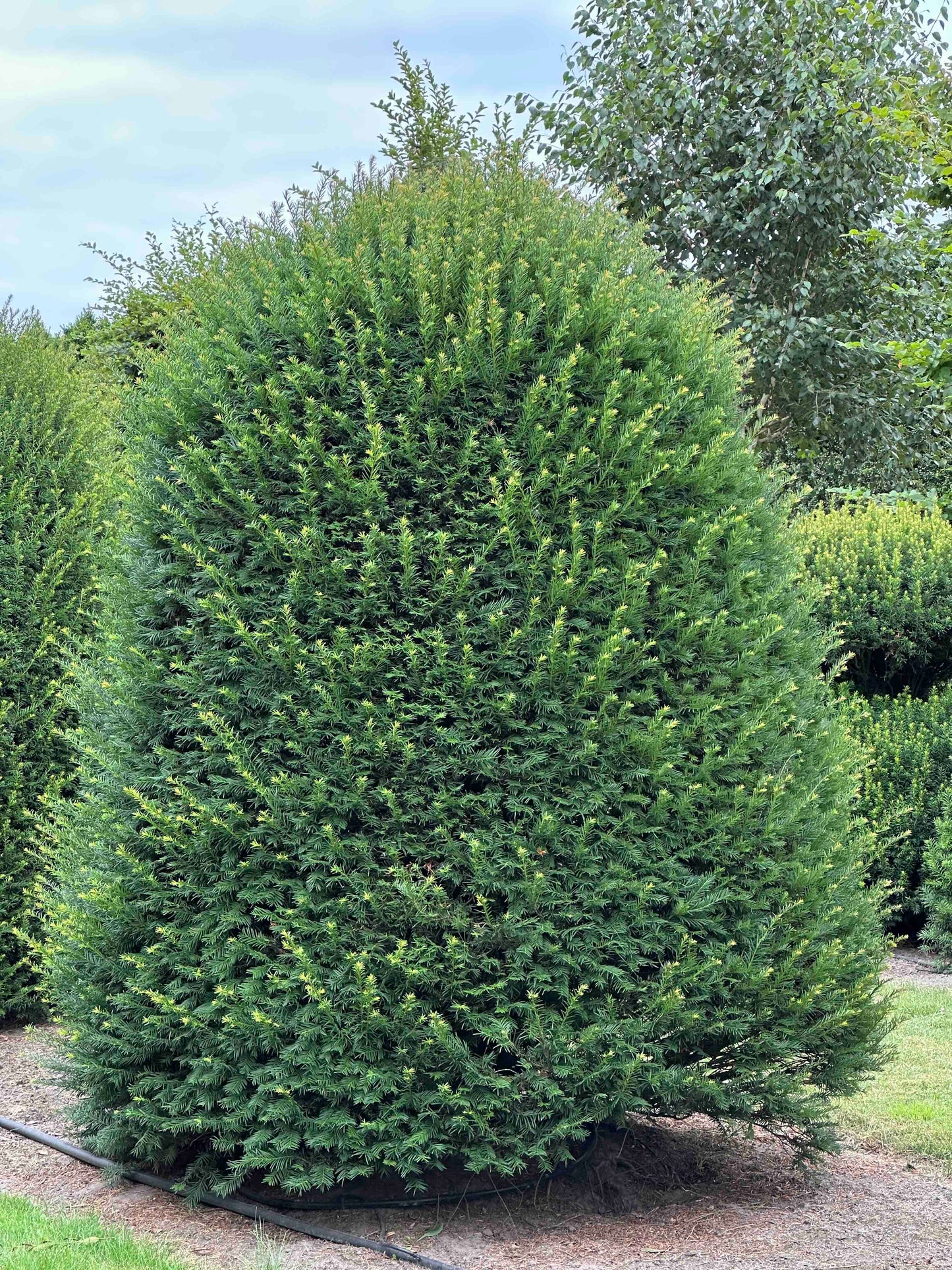 TB TOPIARY #661