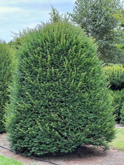 TB TOPIARY #661