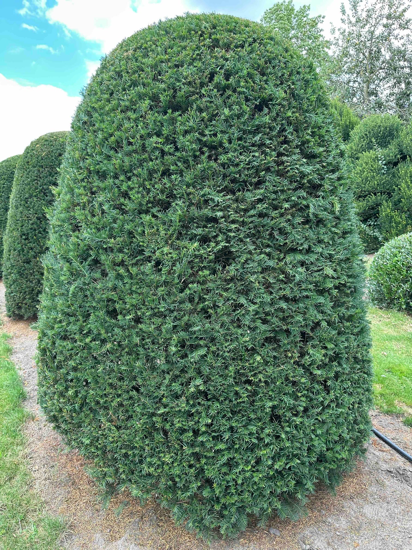 TB TOPIARY #661