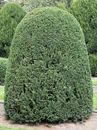 TB TOPIARY #662