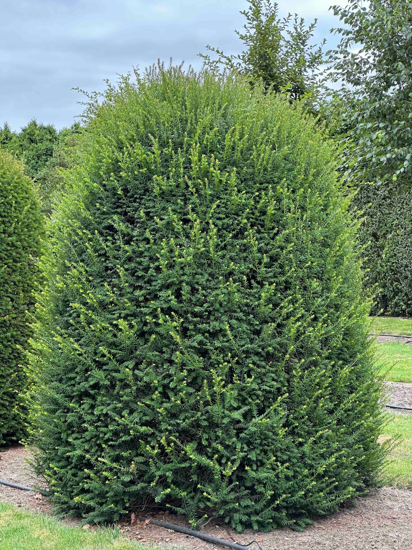 TB TOPIARY #662