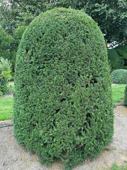TB TOPIARY #662
