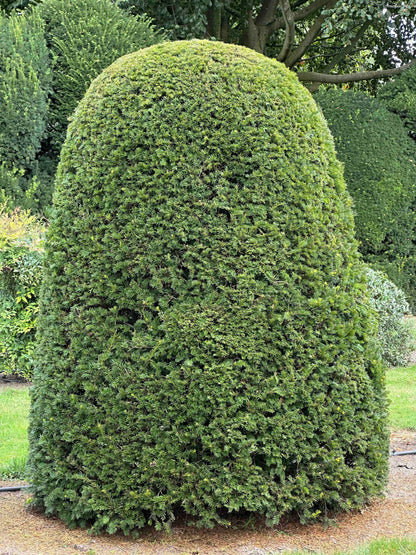 TB TOPIARY #663
