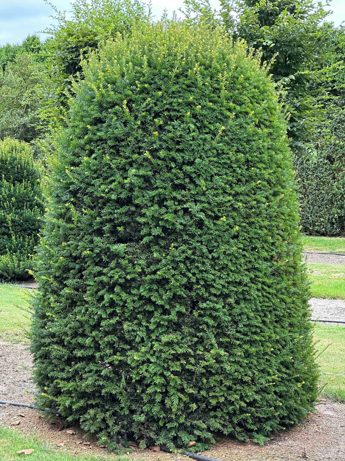 TB TOPIARY #663