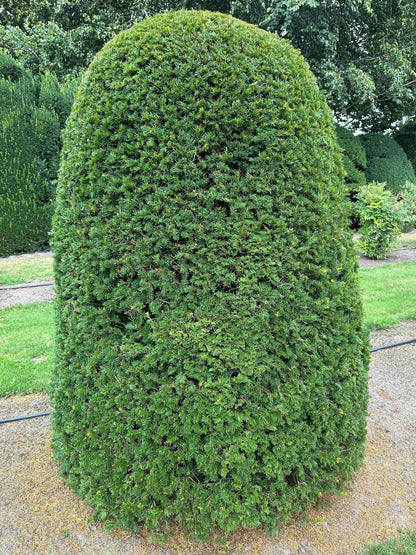 TB TOPIARY #663