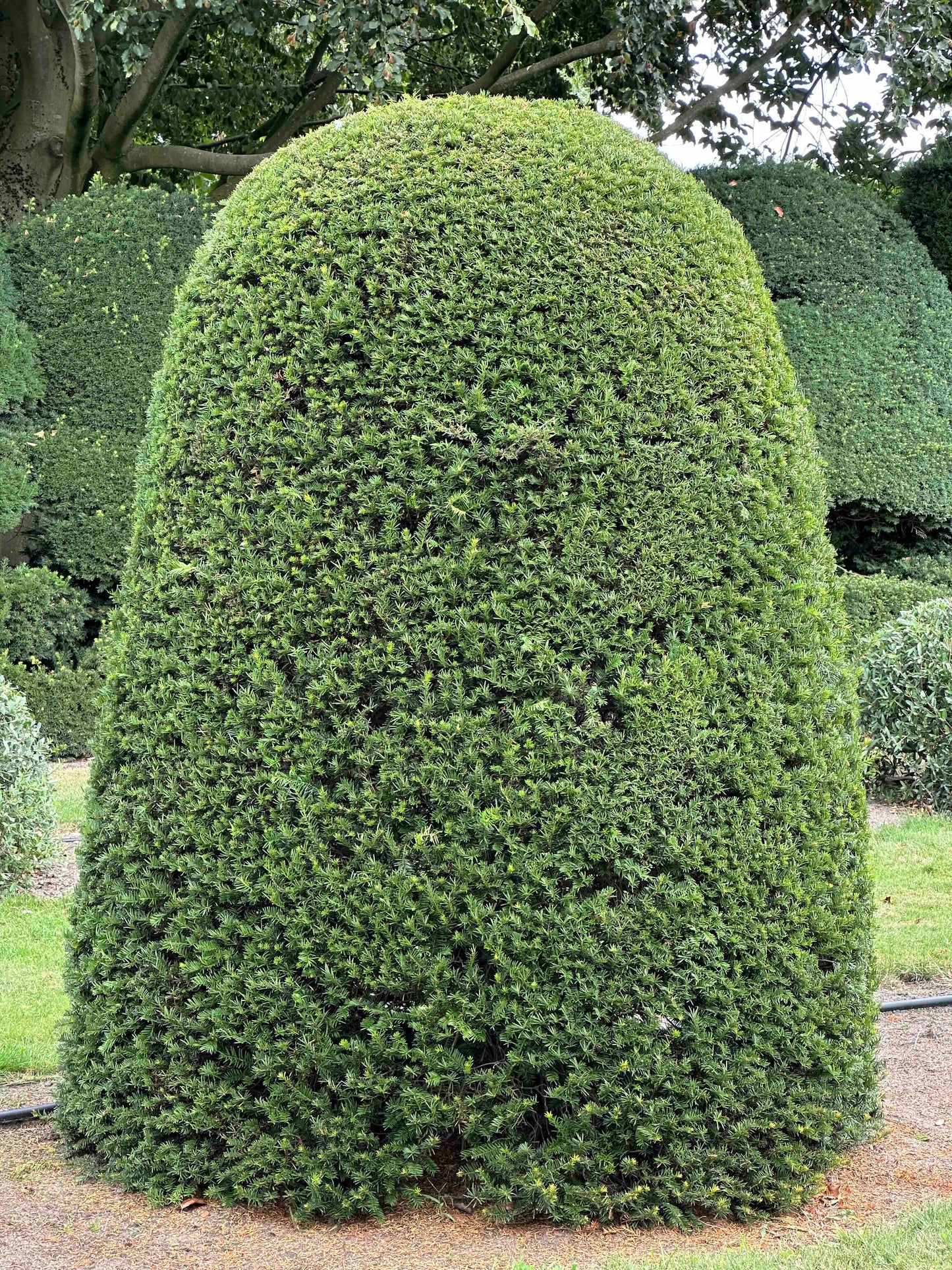 TB TOPIARY #664