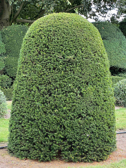 TB TOPIARY #664