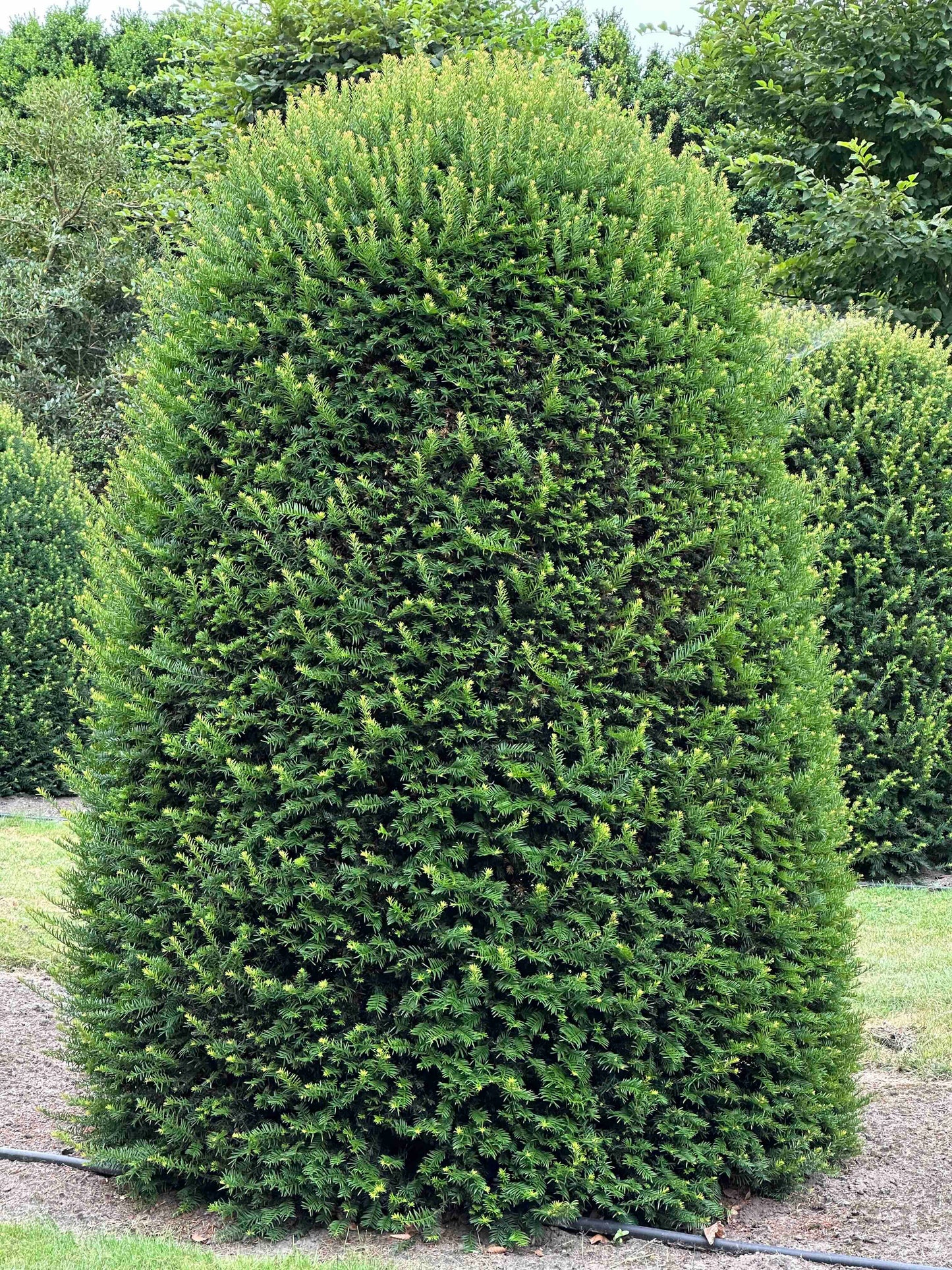 TB TOPIARY #664