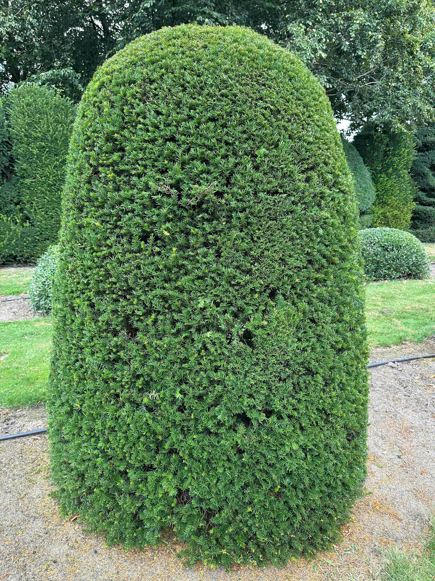TB TOPIARY #664