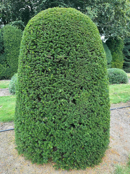 TB TOPIARY #664