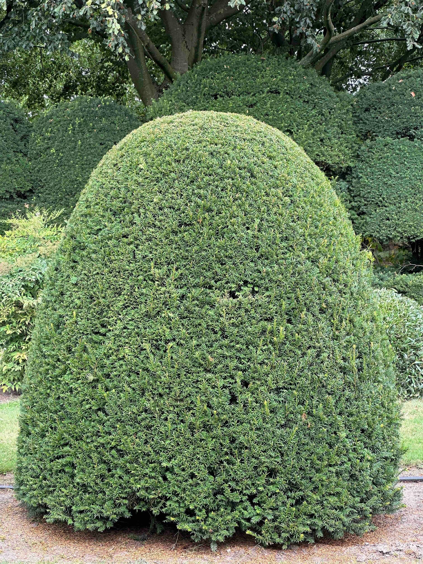 TB TOPIARY #665