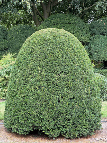TB TOPIARY #665