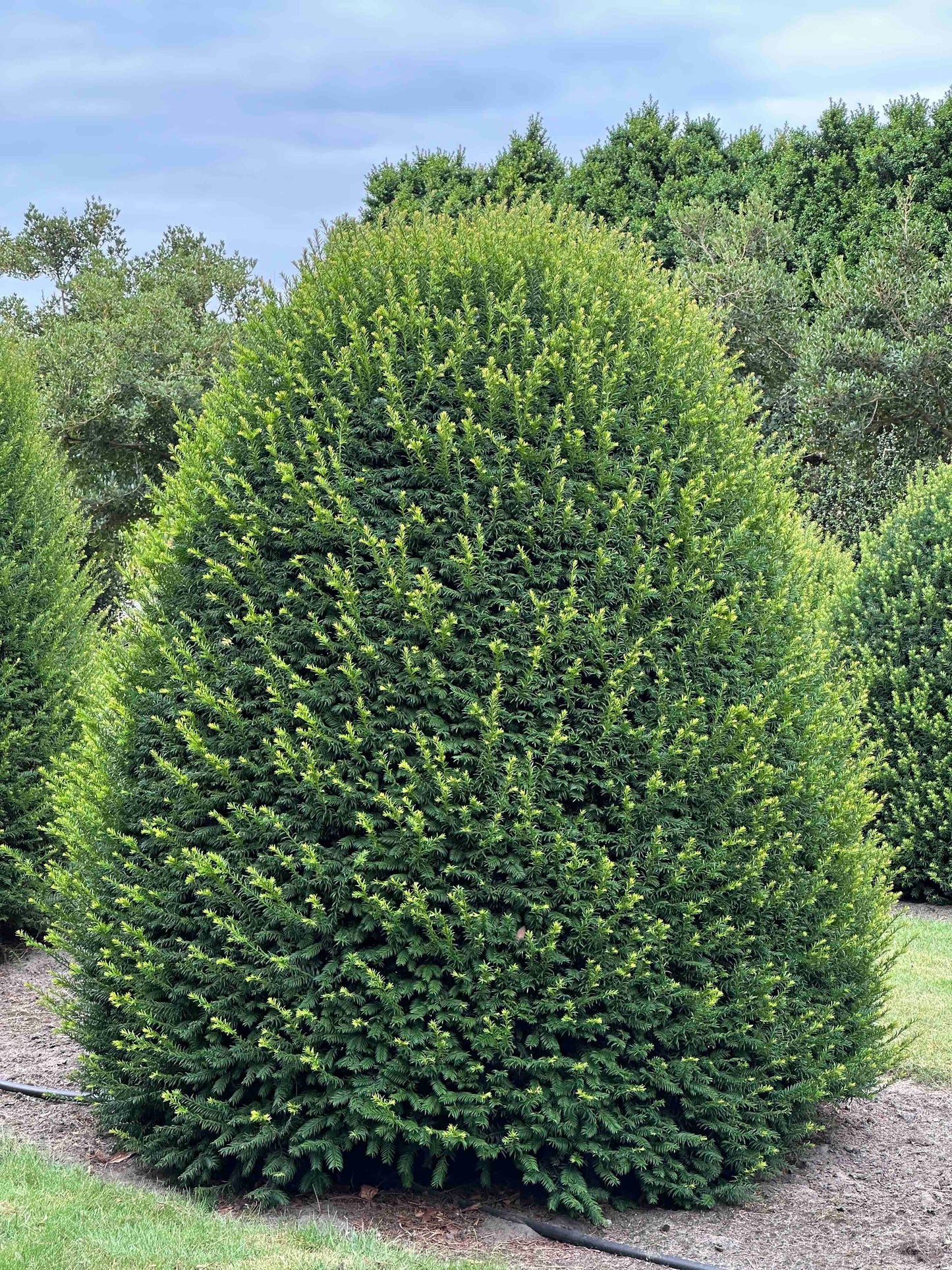 TB TOPIARY #665
