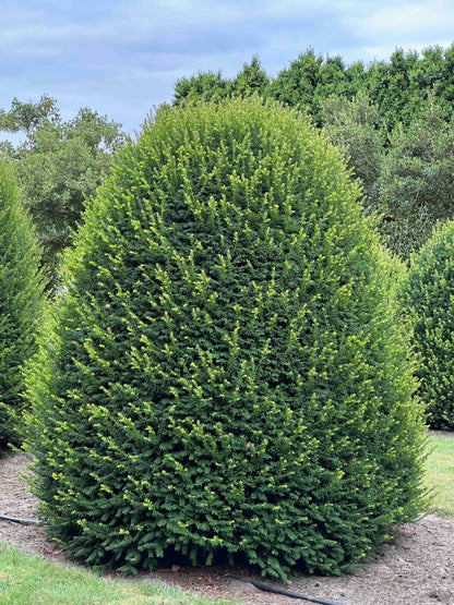 TB TOPIARY #665