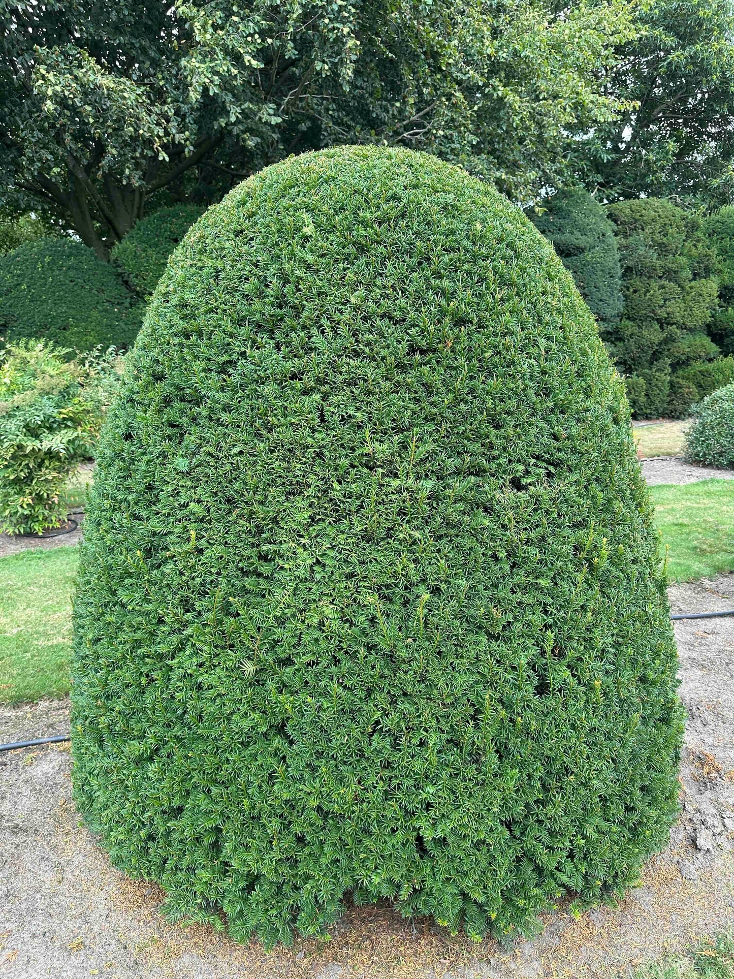 TB TOPIARY #665