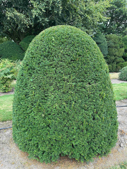 TB TOPIARY #665
