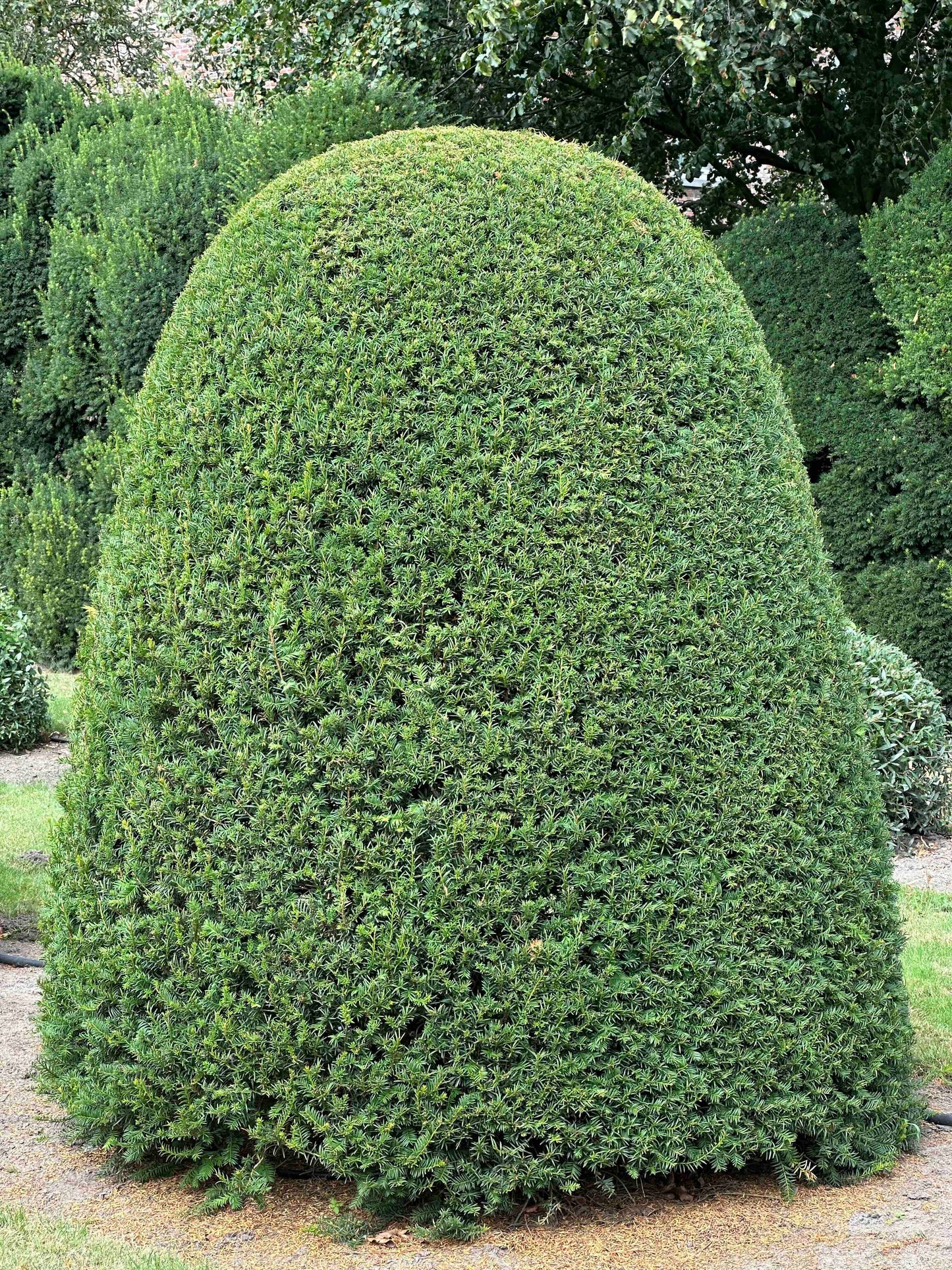 TB TOPIARY #666