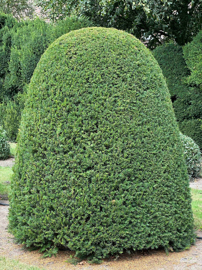 TB TOPIARY #666
