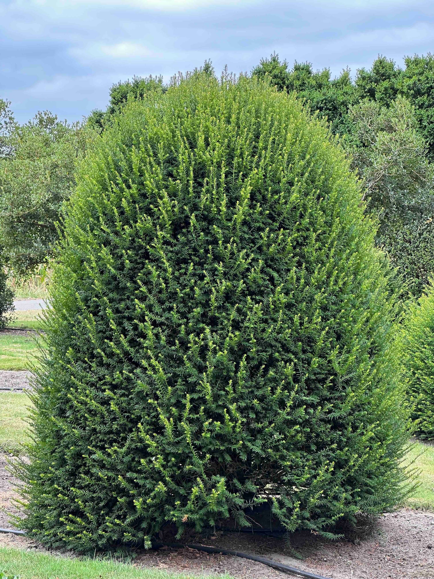 TB TOPIARY #666