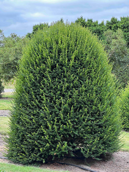 TB TOPIARY #666