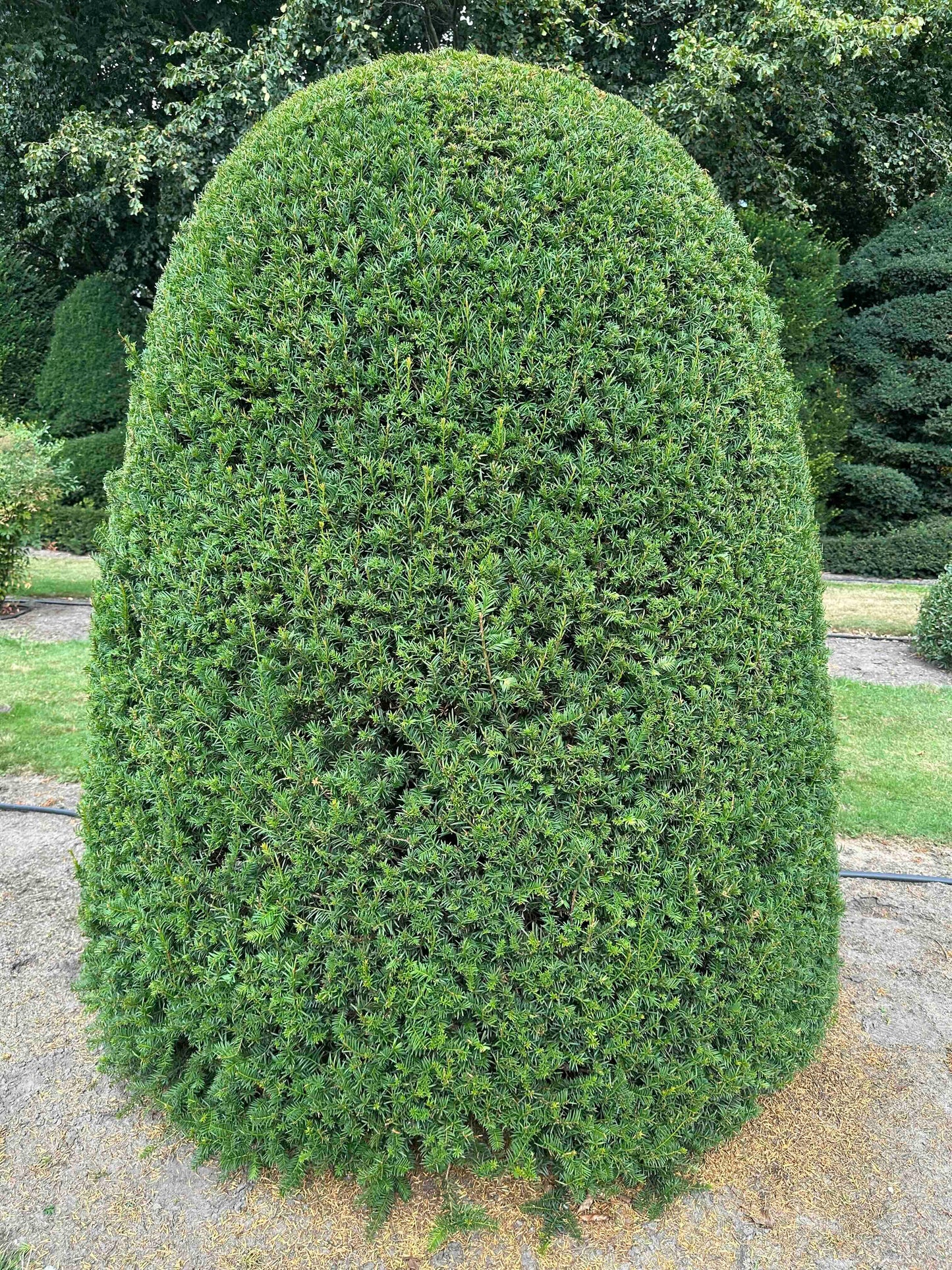 TB TOPIARY #666